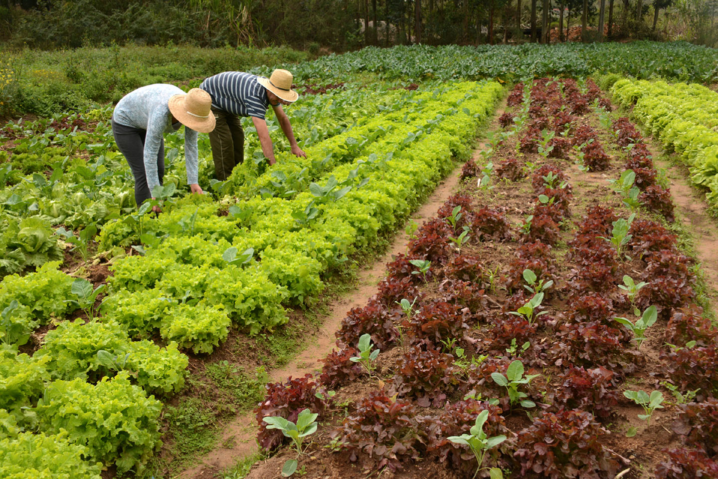 Agricultura Orgânica no Brasil: Como ela pode se beneficiar utilizando a BioFAO? - BioFAO